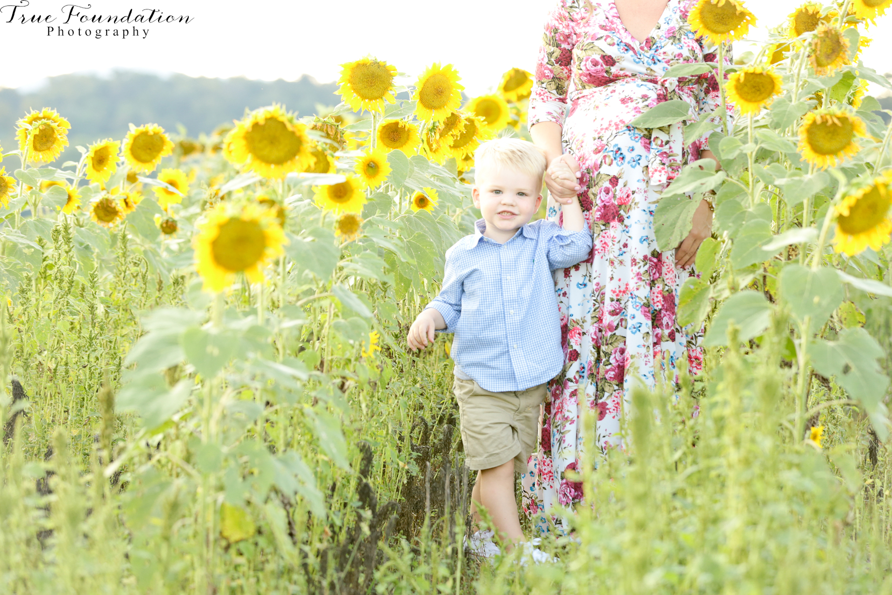 hendersonville-asheville-nc-maternity-photographer-photography-biltmore-estate-house-antler-hill-village-sunflowers-blooms-photos-blush-pink-dress-greenvi